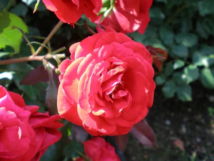 королевство роз отзывы. роза марианджела мелато энциклопедия. королевство роз отзывы. королевство роз отзывы. королевство роз отзывы.