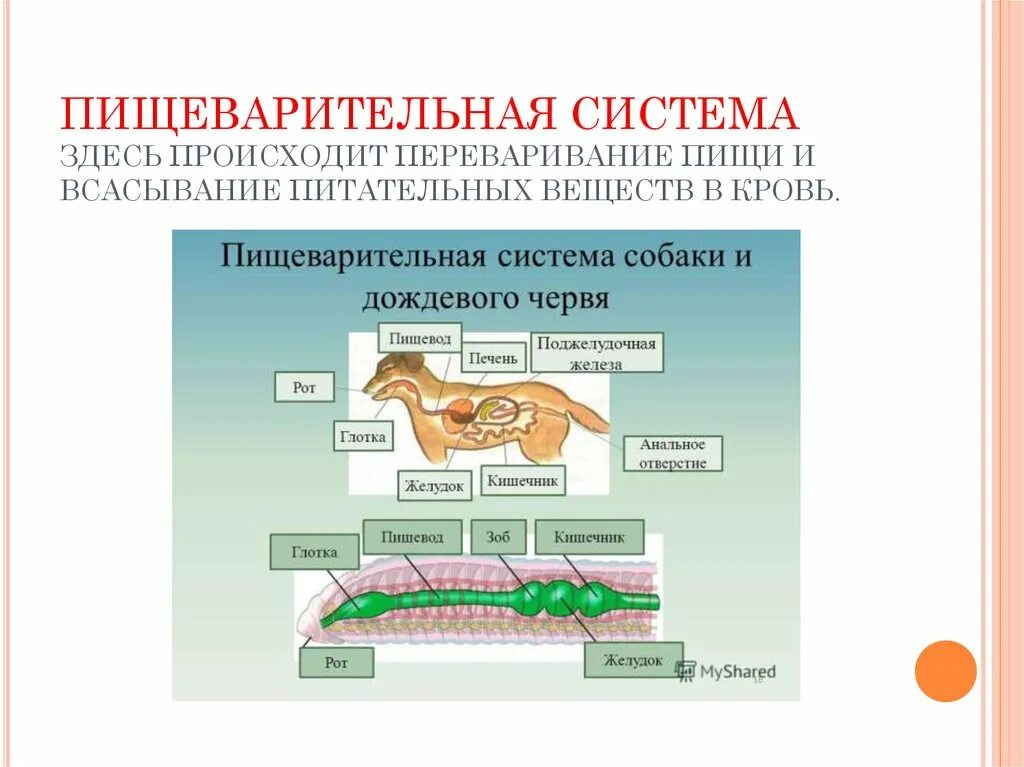 Где начинает перевариваться. Всасывание питательных веществ в кровь. Питательные вещества всасываются в кровь. Всасывание пищеварительных веществ. Всасывание питательных веществ в пищеварительной системе.