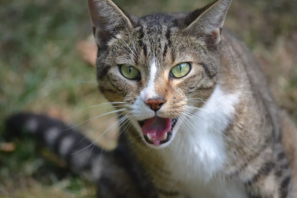 Мяуканье кошки звуки слушать для кота. Кошка мяукает. Кошачье мяуканье. Кот мяукает звук. Мяуканье котят.