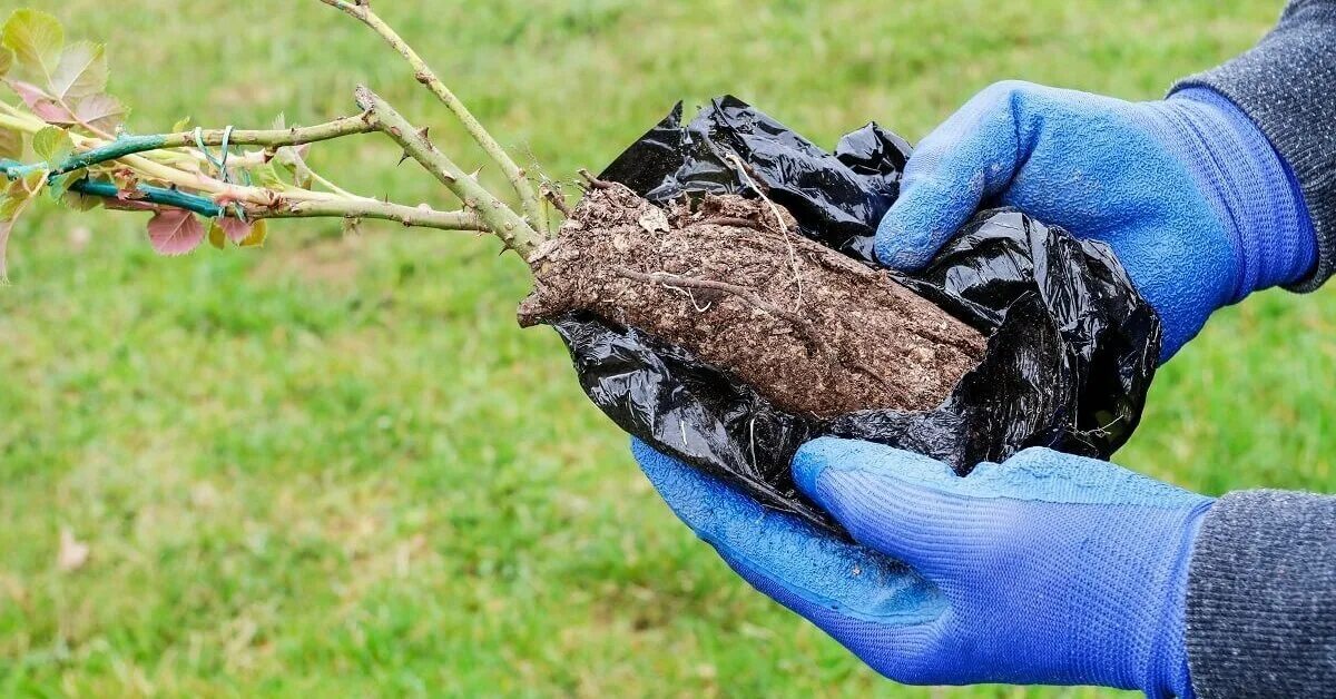 Саженцы роз после покупки. Засохший саженец. Саженцы роз. Реанимирование засохших саженцев роз. Высохшие саженцы.