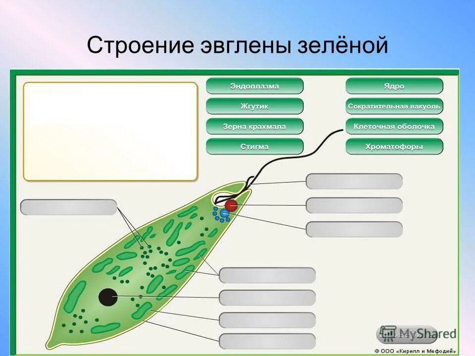 Какой органоид у эвглены зеленой. Строение клетки эвглены зеленой. Эвглена зеленая строение клеточная стенка. Строение эвглены зеленой 7 класс. Эвглена зеленая биология 7 класс.