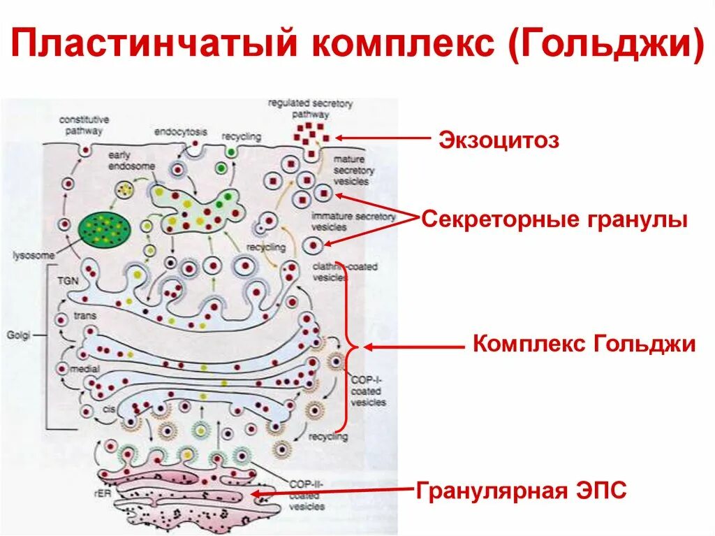 Синтез и транспорт белков в эпс. Комплекс Гольджи цитология. Секреторные гранулы аппарат Гольджи. Пластинчатый комплекс Гольджи. Комплекс Гольджи гранулярная ЭПС.