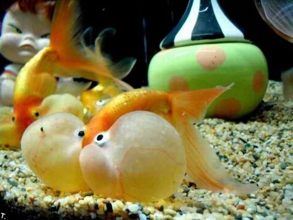 Золотая рыбка пузыреглаз. Рыбки для аквариума. Смешные рыбки. Золотая рыбка водяные глазки.