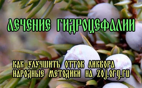 Народные средства при водянке. Народные средства при водянке головного мозга. Трава от гидроцефалии. Травы при гидроцефалии мозга.