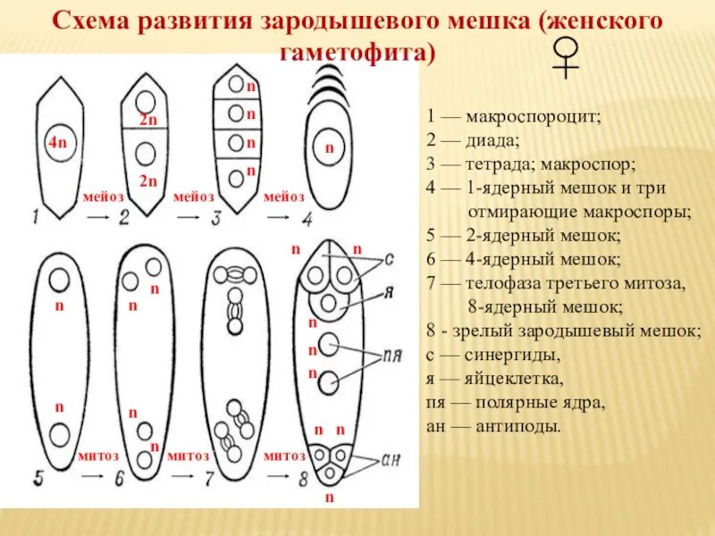 Макроспора образуется в результате. Гаметогенез у цветковых растений. Спорогенез и гаметогенез у цветковых растений. Спорогенез и гаметогенез у растений. Гаметогенез у покрытосеменных растений.