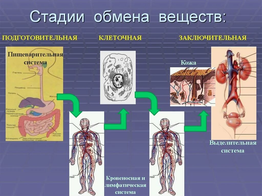 Основные функции обмена веществ. Этапы обмена веществ. Стадии обмена веществ подготовительная клеточная заключительная. Функции обмена веществ. Этапы процесса обмена веществ.