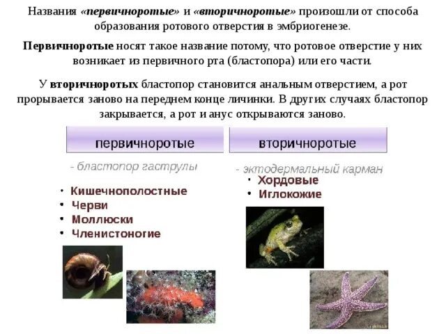 Группа первичноводных животных. Плоские черви Первичноротые. Кишечнополостные Первичноротые. Первично и вторичноротые животные таблица. Первичноротые и вторичноротые.