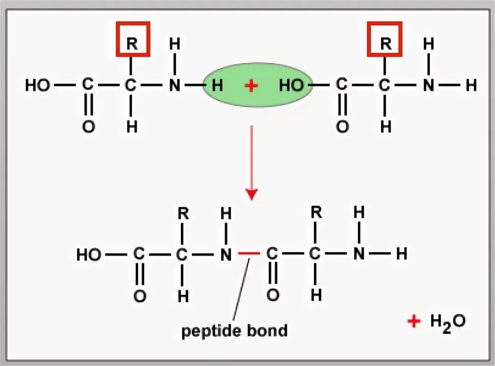 Полипептиды 8. Пептидная связь с пролином. Пептидная связь биохимия. Пептид + h3o+. Пептидные связи в волосе.