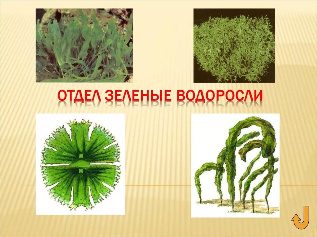 Зеленые водоросли формы. Водоросли отдел зеленые водоросли. Зелёные водоросли названия. Отдел зеленые водоросли представители. Отдел зеленн зеленый водоросли.