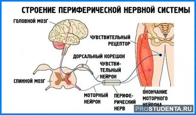 Периферический нерв функции. Строение периферической НС. Структуры периферической нервной системы. Периферический отдел нервной системы строение. Периферическая НС функции.