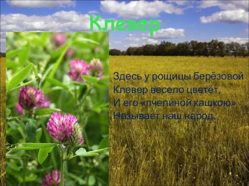 Весело весело цвела цвел. Здесь у рощицы березовой клевер весело. здесь у рощицы березовой весело цветет и его пчелиной. здесь у рощицы. здесь у рощицы березовой клевер весело и его пчелиной кашкою.