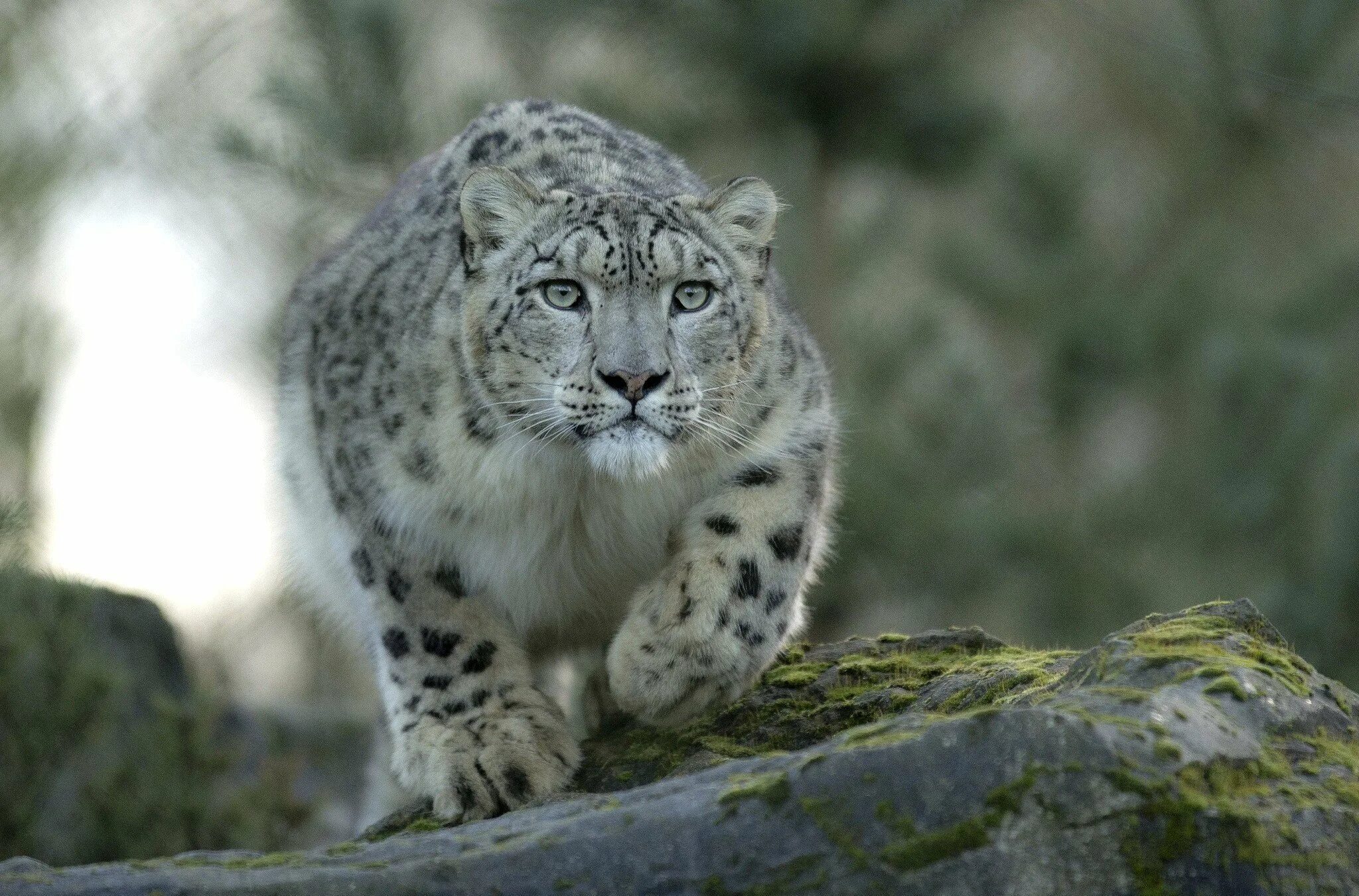 Снежный Барс (Ирбис, снежный леопард). - Снежный Барс (Panthera uncia. Снежный Барс Алтай. Памирская Ирбис.