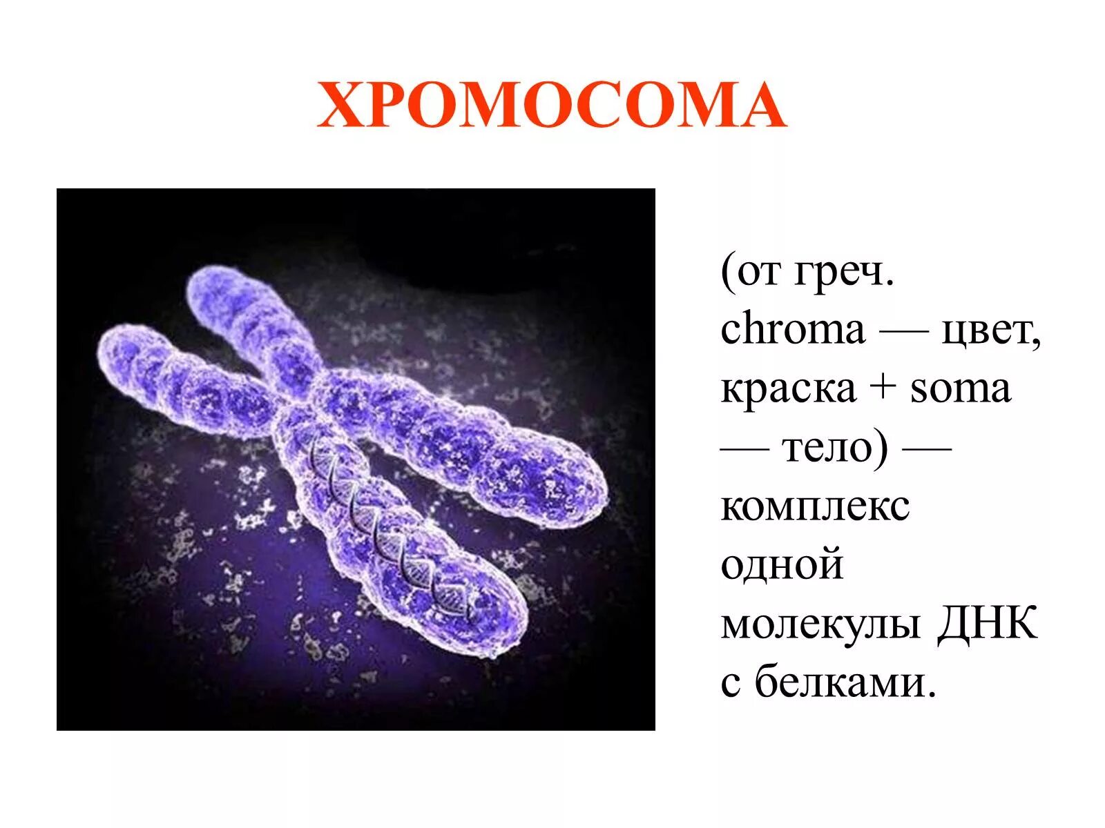 Хромосомы живых клеток. Хромосома. Хромосома это в биологии. Что такое хромосома простыми словами.