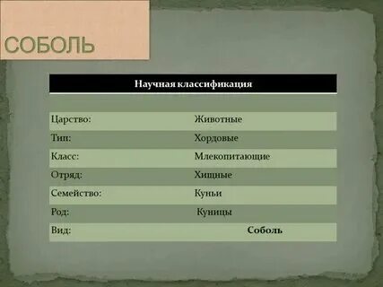 Семейство класс вид тип отряд таблица Презентация для учащихся 7 классов "Ланцетник"