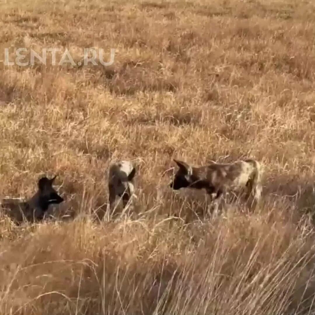 Стая диких собак. Львица на охоте. Собака на охоте. Стая диких собак фото. Дикая стая 2