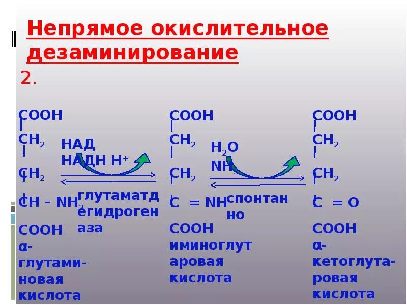 Непрямое окислительное дезаминирование. Непрямое дезаминирование аминокислот. Прямое и Непрямое дезаминирование аминокислот. Непрямое дезаминирование аланина. Дезаминирование аспартата реакция.