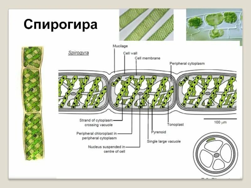 Конъюгация спирогиры. Зигоспора спирогиры. Таллом спирогиры. Нитчатый таллом спирогиры. Конъюгация спирогиры схема.