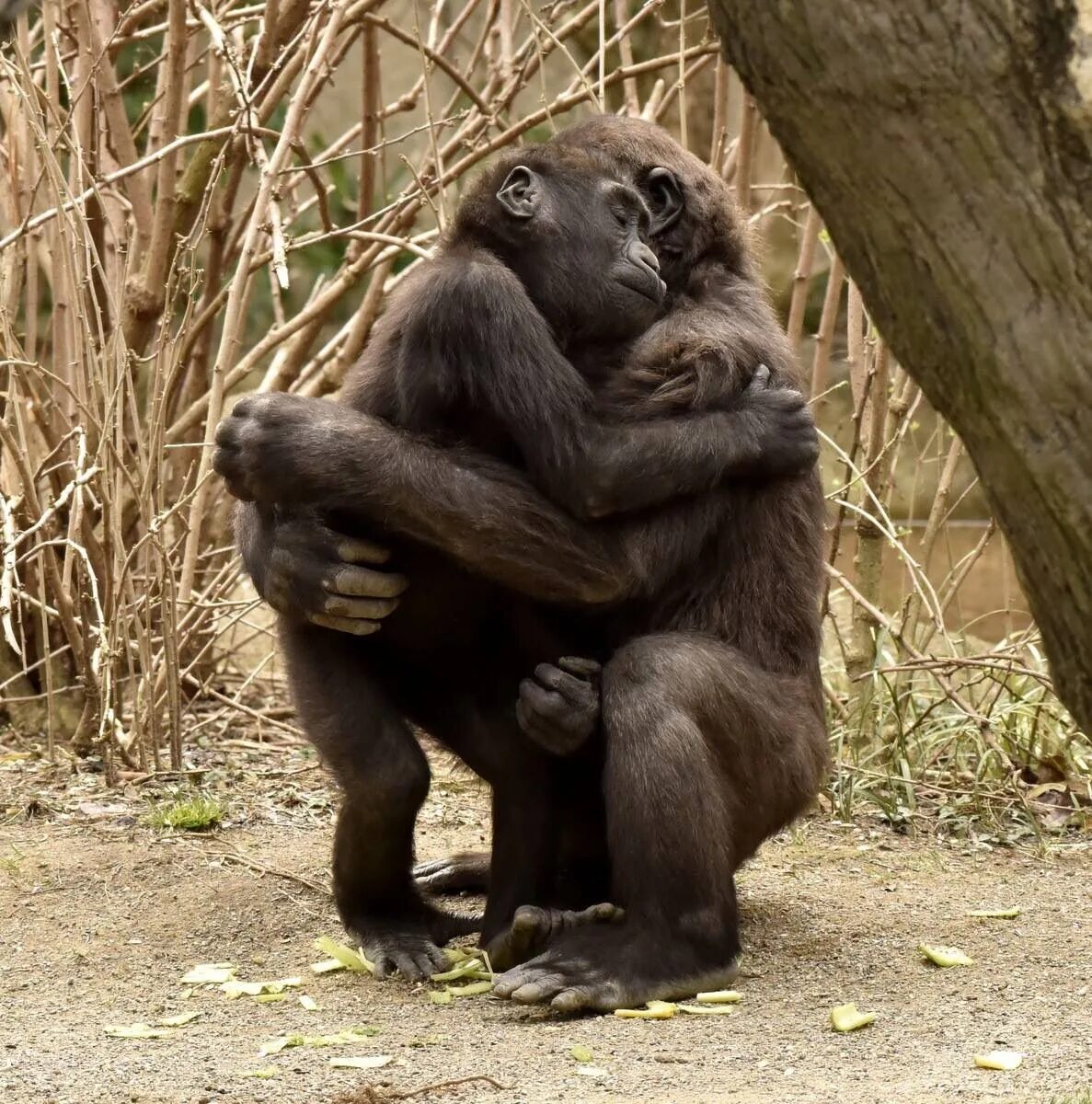 Мужчина обезьяна любовь. Обезьяны обнимаются. Шимпанзе обнимаются. Любовь обезьян. Обезьяна обнимает.