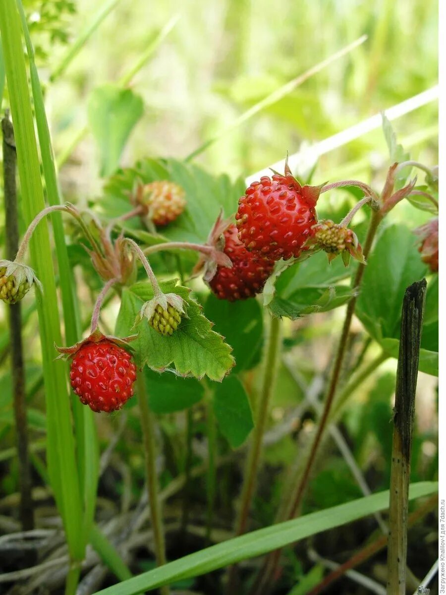 Покажи ягодки. Земляника Лесная (Fragaria vesca). Земляника Лесная (flagariaversa). Земляника зеленая Полуница. Земляника мускусная, Лесная клубника..