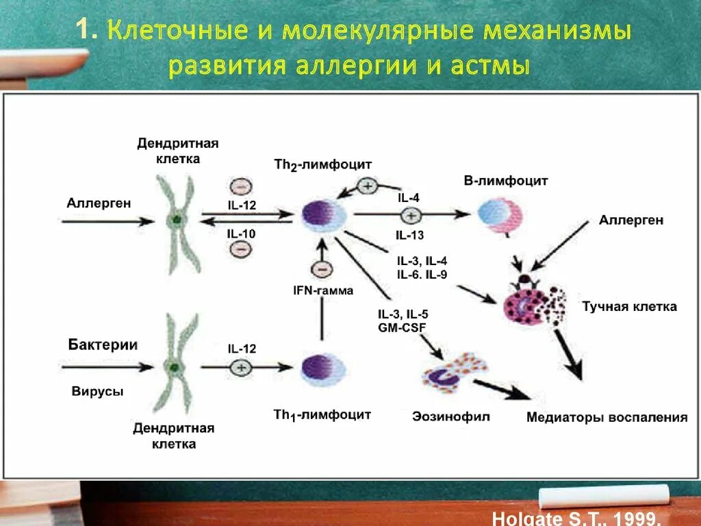 Иммуноглобулин в лимфоциты. Клеточные механизмы развития аллергических реакций.. Клеточный Тип аллергических реакций механизм. Клеточно опосредованный Тип аллергических реакций механизм. Механизм развития аллергической реакции биохимия.