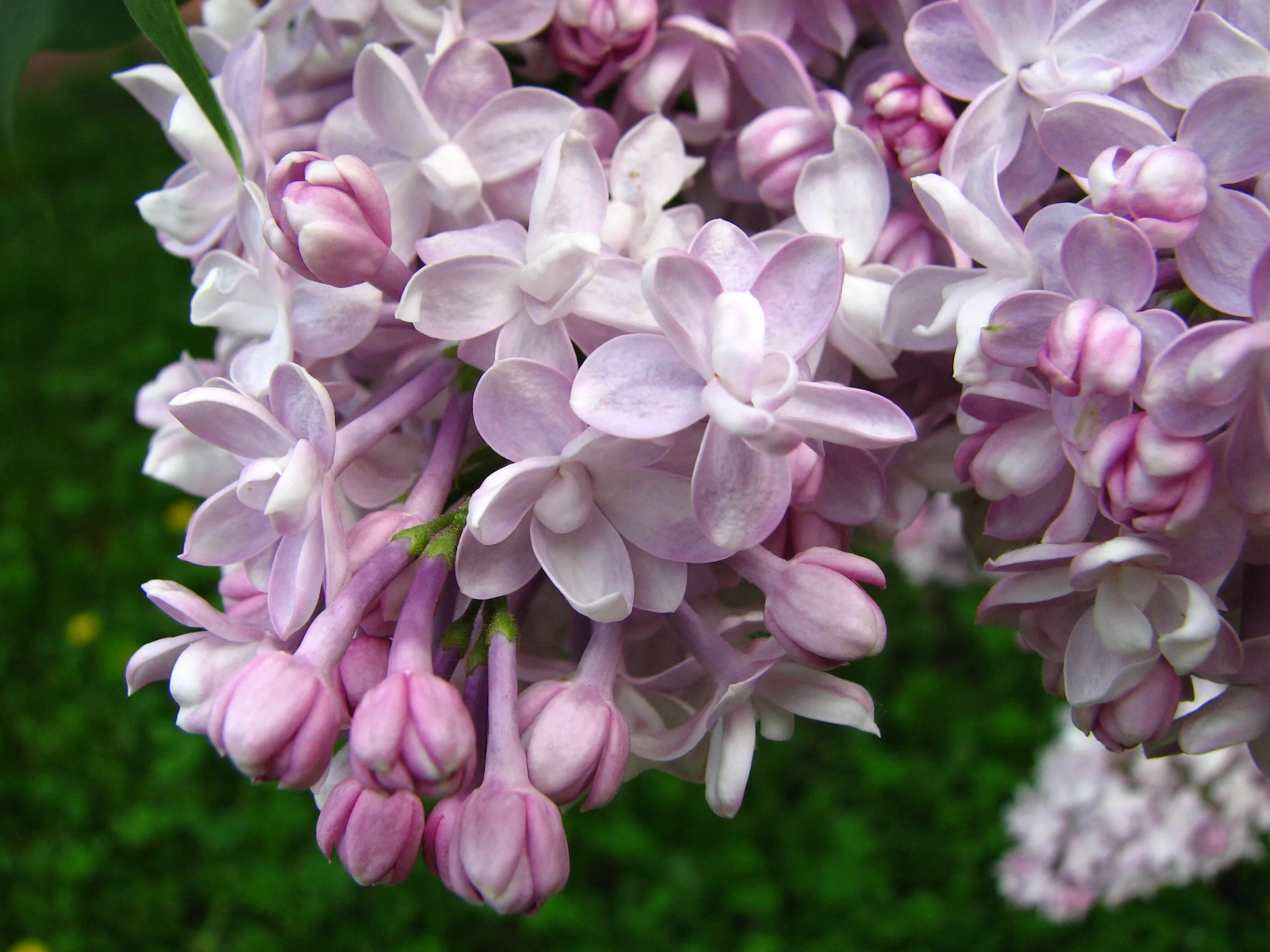 Сирень ария. Сирень Syringa vulgaris. Сирень Осипенко.