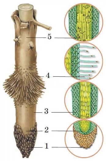строение клеток зоны проведения корня. строение корня в зоне всасывания. зона проведения корня строение. проведение корень. волос и его строение.