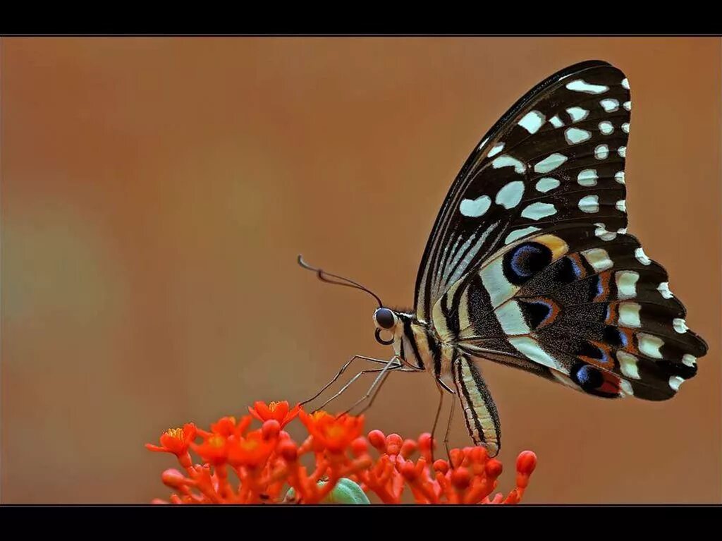 Бабочки живут всего. Необычные бабочки. Жизнь бабочки. Удивительные бабочки. Жизнь бабочек в природе.