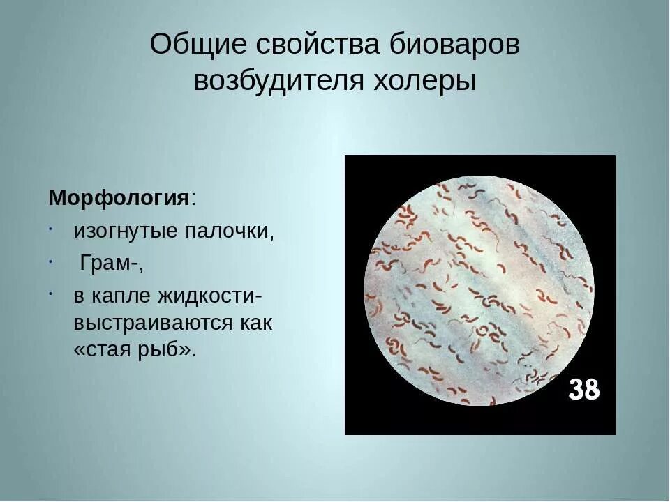 Холерный вибрион микробиология. Холера классификация возбудителя. Холера микробиология морфология. По морфологии возбудитель холеры относится к. По морфологии возбудитель холеры относится к.