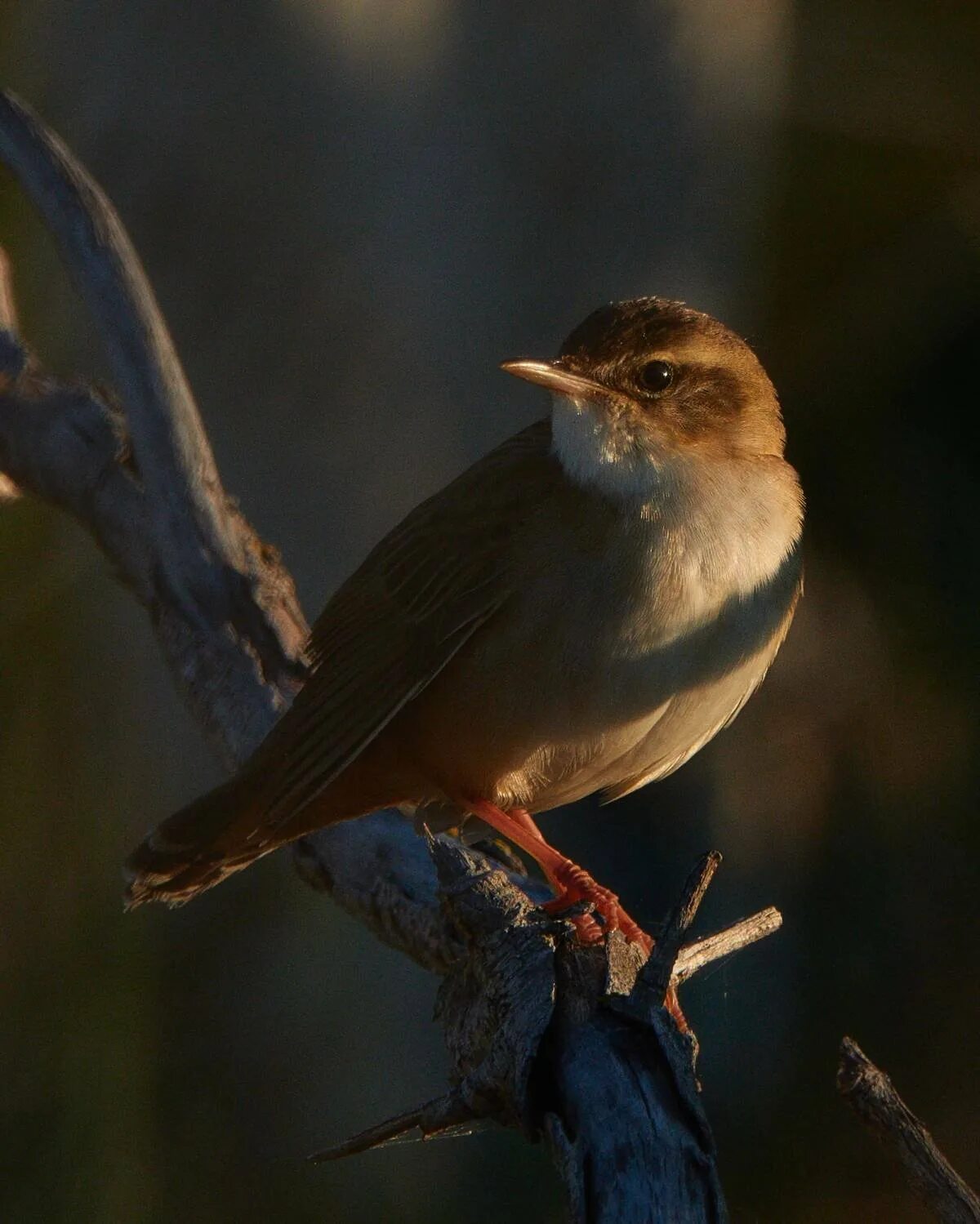 Певчая птица 6. Певчие птички в лесу. Окрас воробья. Певчая птичка на ветке. Птицы юга кузбасса.