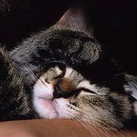 Кошка прячет нос лапой к какой погоде. Кошка прячет нос. если кошка прячет нос. кошки прячут морду юмор.