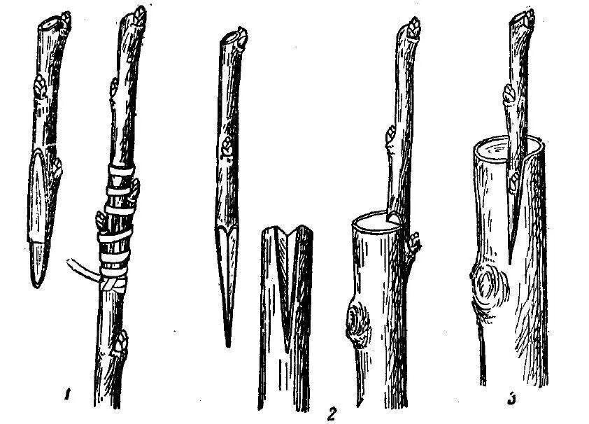 Срез черенка. Способы прививки плодовых деревьев. Окулировка плодовых деревьев. Прививка черенков плодовых деревьев. Прививка окулировка плодовых деревьев.