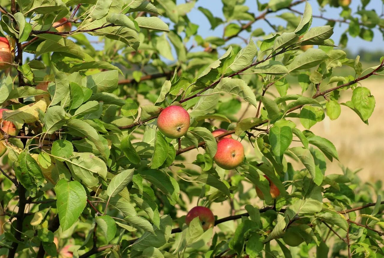 Яблоня дичка. Яблоня Лесная (дичок). Яблоня Лесная Malus Sylvestris Mill..