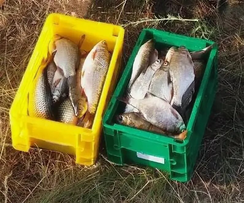 Ящик для сухого посола. Ящик для соления рыбы. Ящик для посолки рыбы. Ящик для засола рыбы. Контейнер для сухого посола рыбы.