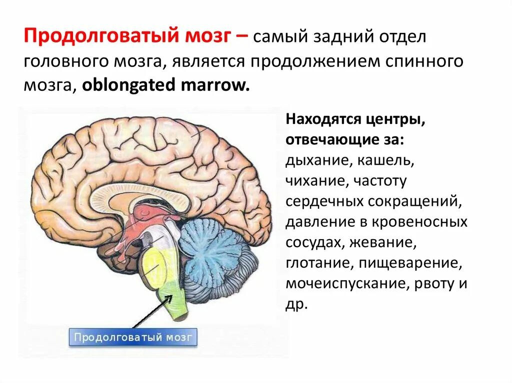 Центр дыхания и сердечно сосудистой деятельности. Отделы головного мозга продолговатый мозг. Продолговатый отдел головного мозга. Отдел мозга отвечающий за дыхание.