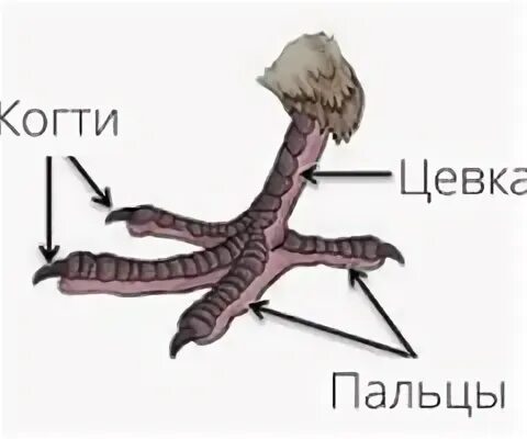 Что такое цевка у птиц