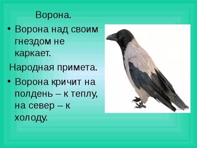 Предсказание от черного ворона пессимиста 9 букв