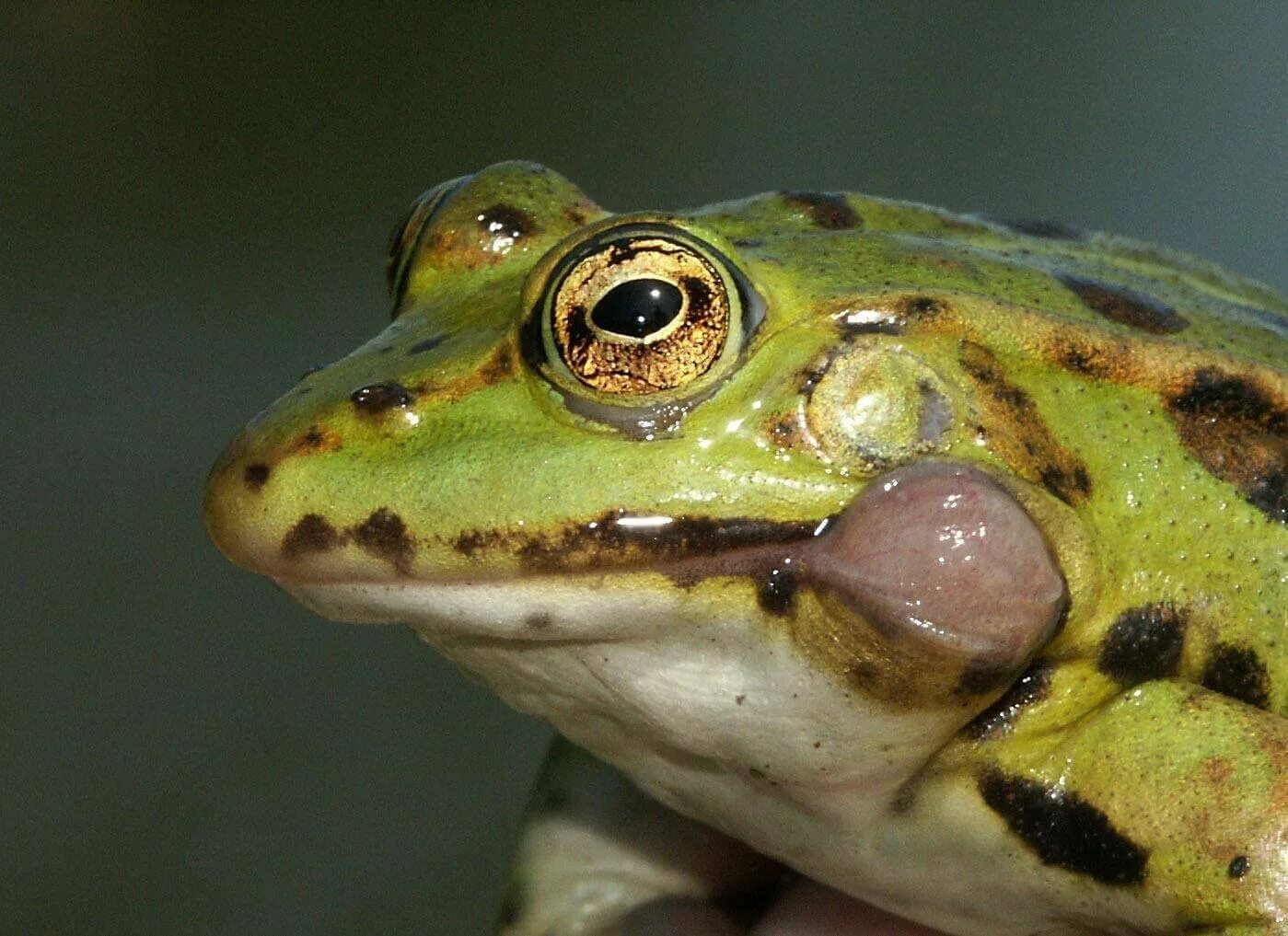 Лягушка открыла рот. Съедобная лягушка Pelophylax esculentus. Ranidae лягушка. Лягушка крабоед. Лягушка - Rana esculenta.