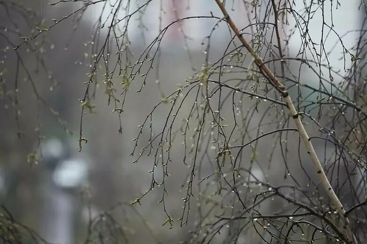 весенний дождь. весенний дождик. весенний ливень. дождик весной. дождик весной.