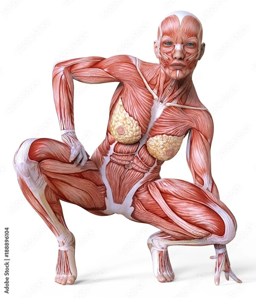 Biceps Tendinopathy Biceps, Bicep tendonitis, Bicep muscle