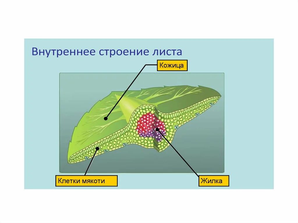 Какой тканью представлены жилки. Строение жилок листа 6 класс. Строение жилки листа. Внутреннее строение жилки листа. Мякоть листа кожица жилки листа.