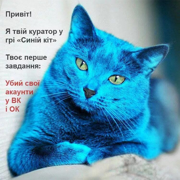 Коты синего цвета. Кошка синего цвета. синие котики настоящие. синий кот в реальной жизни. синий кот настоящий.