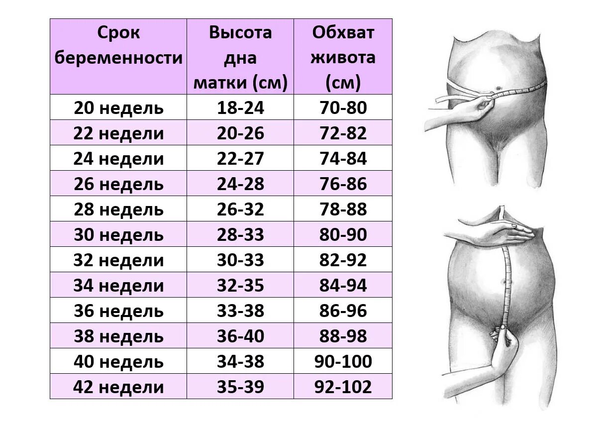 33 Недели высота дна матки норма. Высота стояния дна матки по неделям беременности. Измерение окружности живота и высоты стояния дна матки. Высота стояния дна матки 35 недель. Матка на 35 неделе беременности