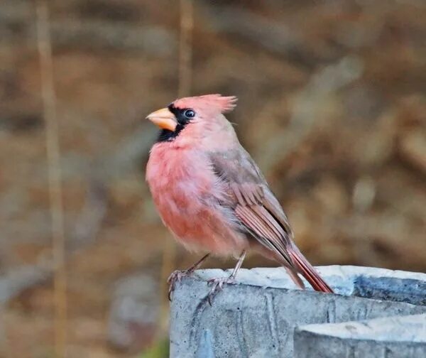Маленькая розовая птица. Птичка розовый. Розовая птичка с хохолком. Розовая птица небольшая. Розовый Кардинал птица.