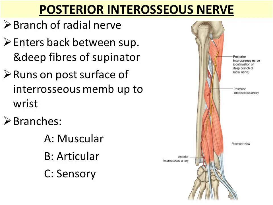Posterior interosseous nerve. Radial nerve. Radial nerve supinator. Лучевой нерв (Radial nerve)?. Back between