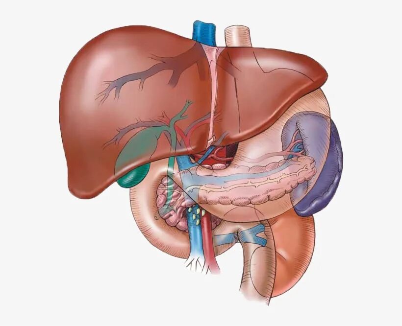 Желчный пузырь селезенка орган. Печень желчный пузырь поджелудочная железа селезенка. Желчный пузырь селезенка поджелудочная. Селезенка поджелудочная железа желчный пузырь. Печень поджелудочная железа селезенка анатомия.