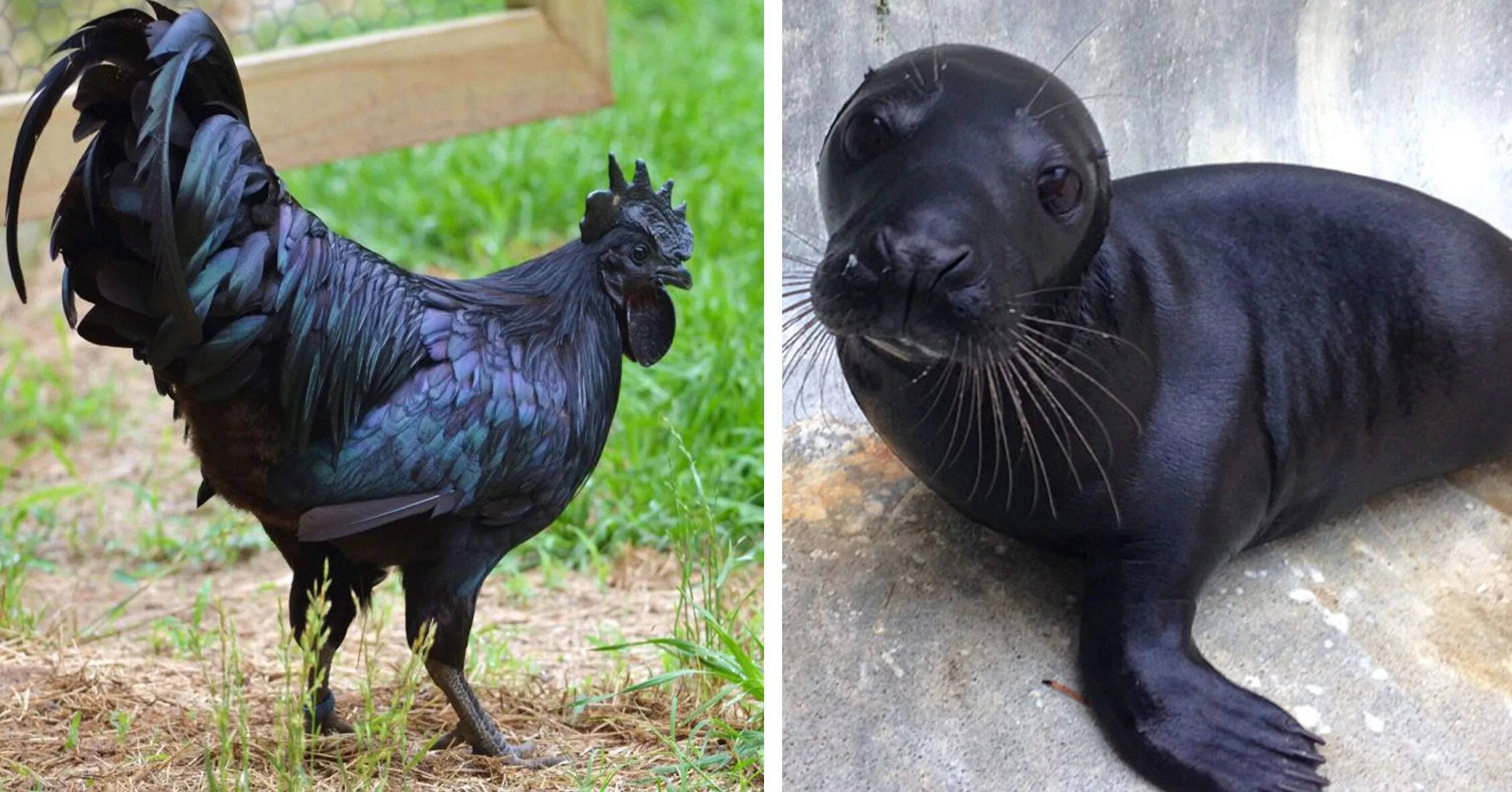 Меланоциты меланин кожа. Меланизм мутация. Гепард меланист. Эумеланин и феомеланин пигмент волоса. Меланин животных.