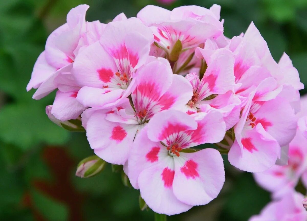 Пеларгония герань. Пеларгония (Pelargonium). Пеларгония Nacton. Пеларгония грандифлора. Герань по другому