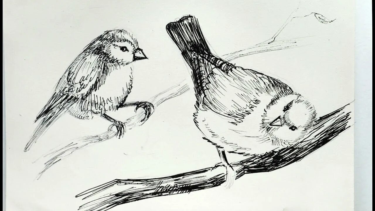 Зарисовки птиц. Синица скетч. Синица рисунок карандашом.