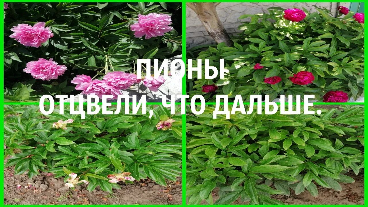 Когда можно срезать пионы. Обрезать отцветшие пионы. Куст пиона отцвел. Обрезка пиона. Куст пиона после цветения.