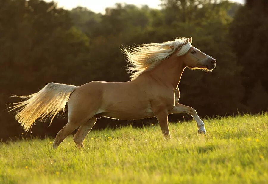 состязание чистокровных скакунов. конный спорт в великобритании. лошадь braun. лошадь с глазами спереди. 2022.
